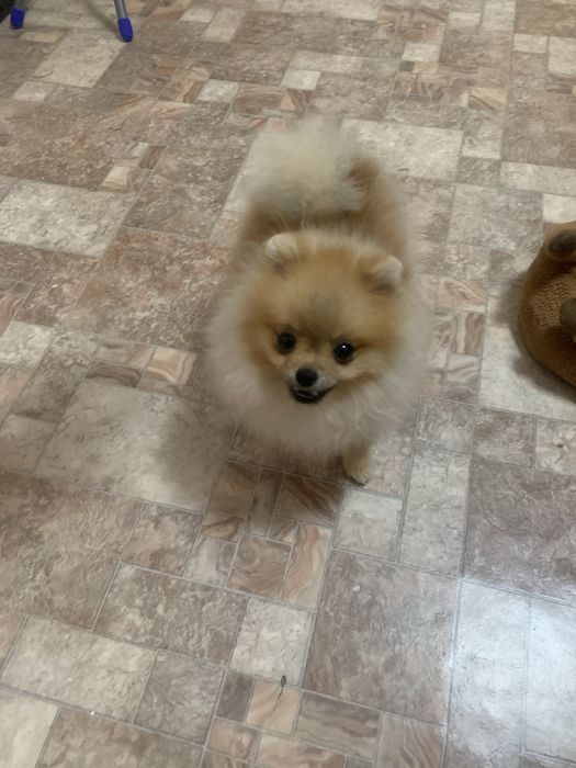 Померанский Мини шпиц