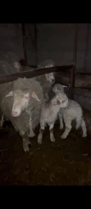 Продам баран с ягнятами