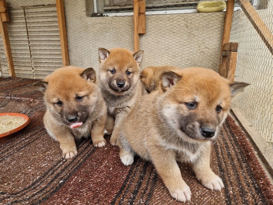 Продавам кученца Шиба Ину