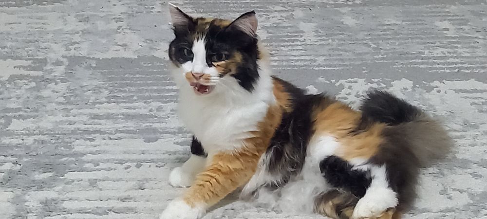 Отдаем кошек породистые