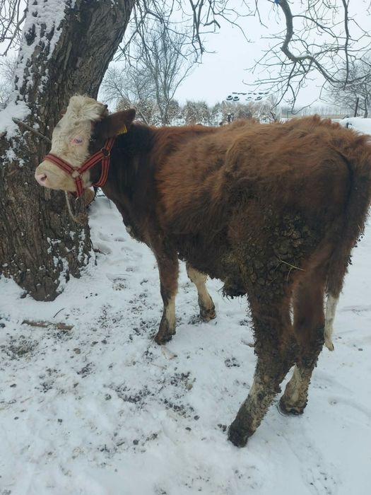 Vând  tauras baltat