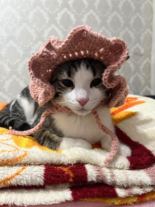 . Милая шапочка для кошек