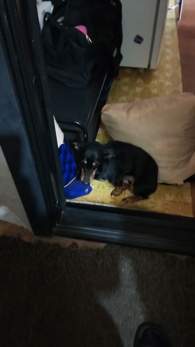 Собака такса помесь