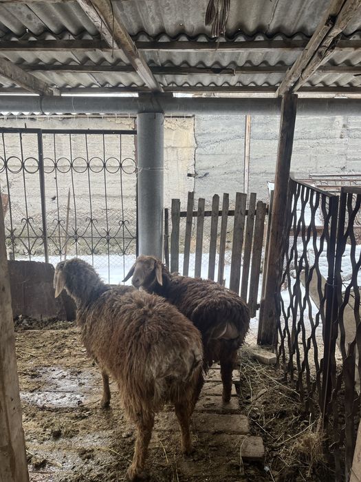 Семіз тоқтылар сатылады