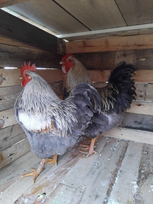 Vând cocosi de rasa!