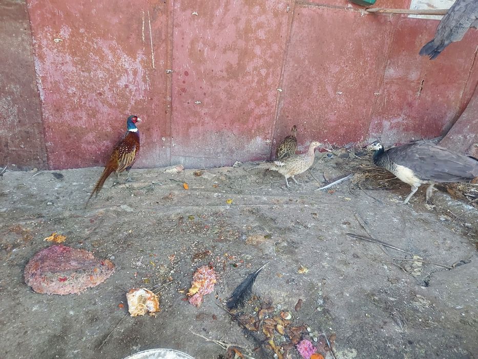 Промысловые фазаны