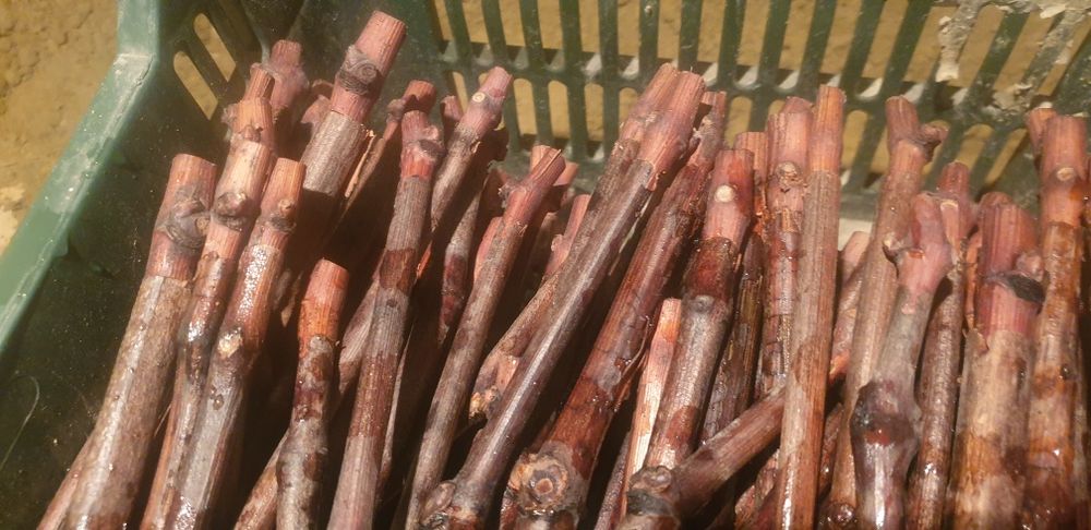 :butasi vita de vie direct de la producător