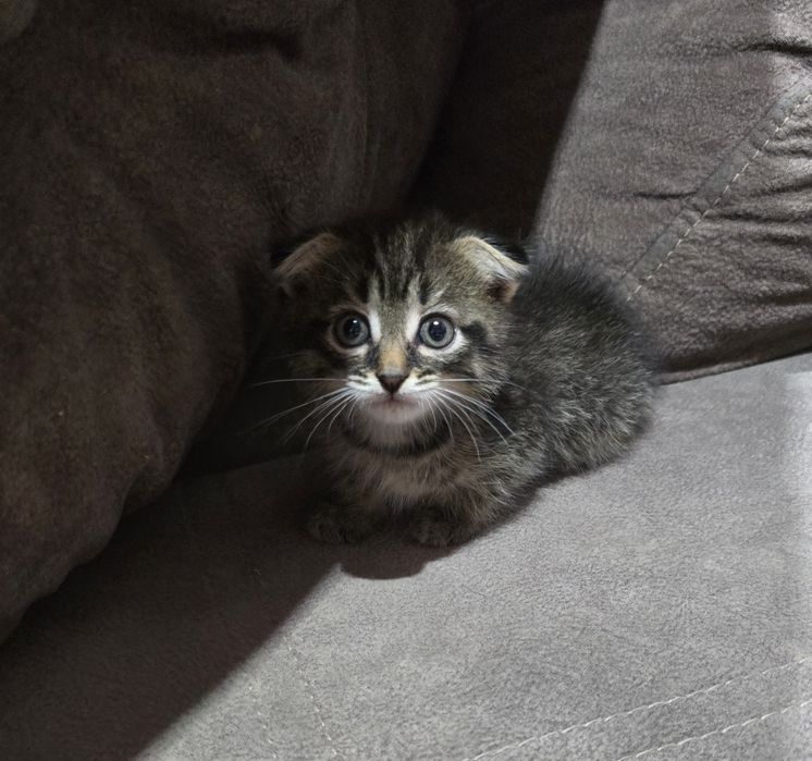 Шотландский котёнок. мальчик .