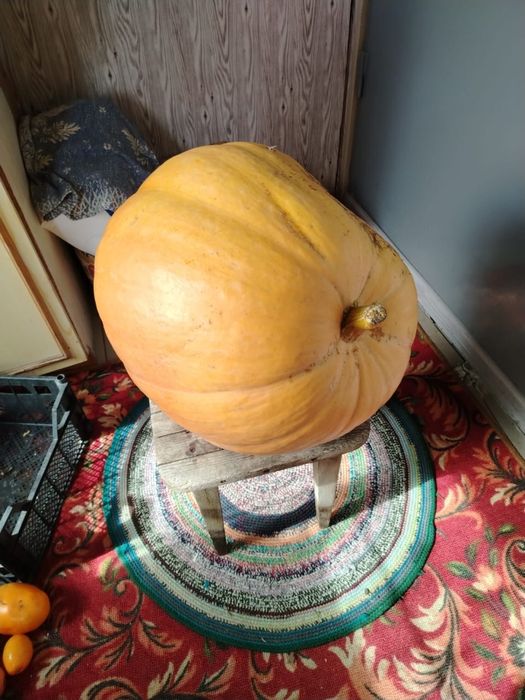 Продам домашнюю тыкву. Есть огромные