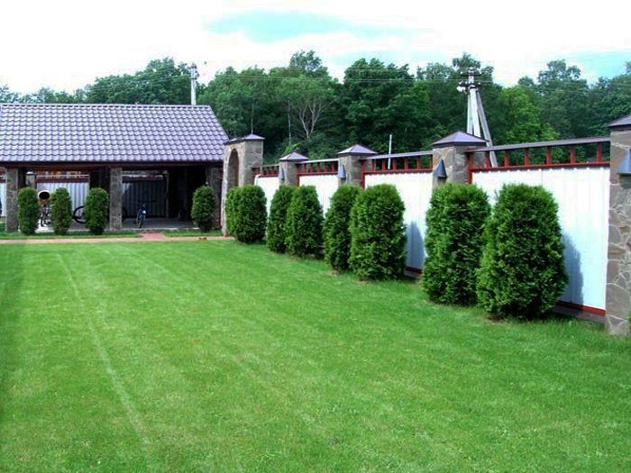 Поссев газона и Клевер