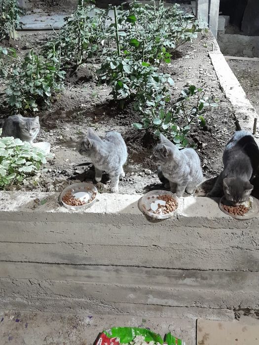 Котята бесплатно