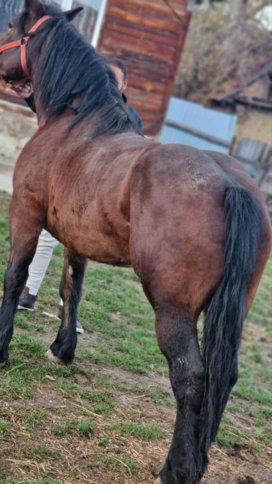 Vând iapa de 4 ani cu mânz de 5 luni
