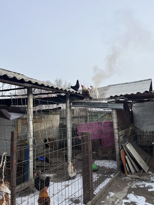 Продам петухов и кур