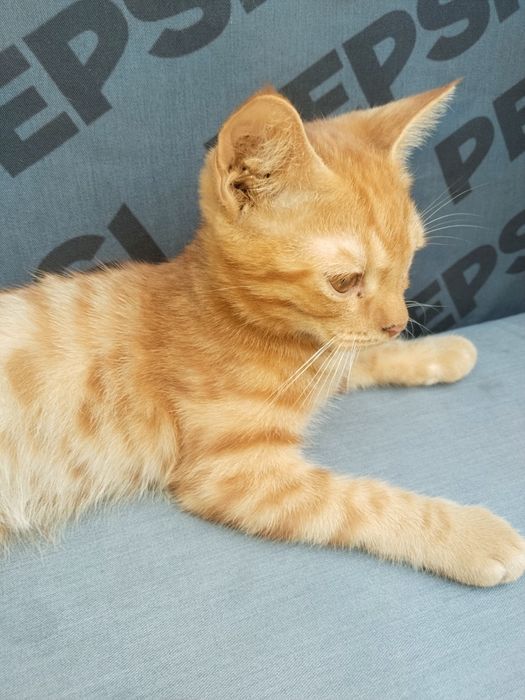 Котенок домашний ласковый с комплектом