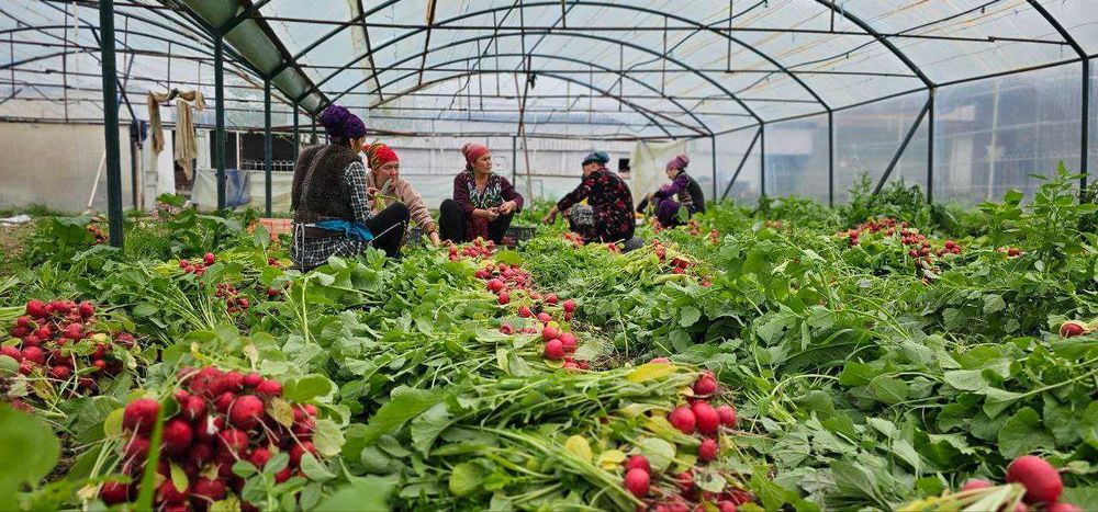 Редиска сотилади