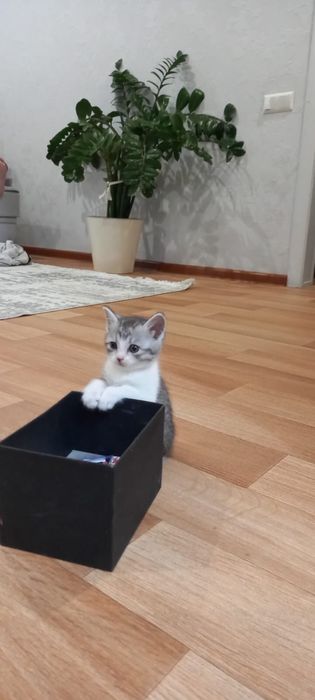 Милые котята Скоттиш Страйт