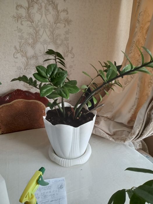 Долларовое дерево комнатное