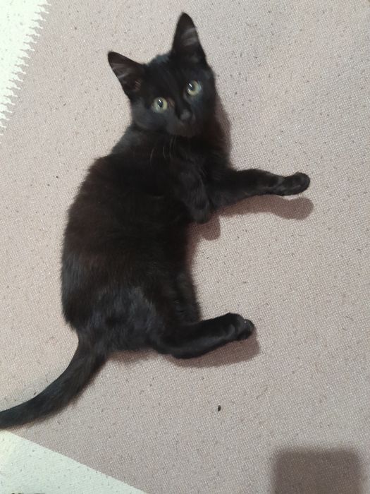 Котёнок 4месяца британские