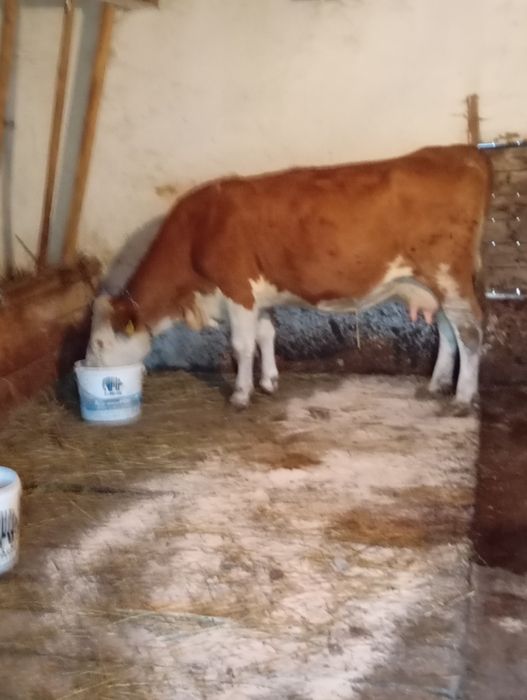 Vând vacă gestanta in 8 luni