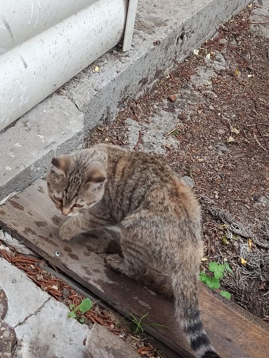Отдам котенка 4 месяцев