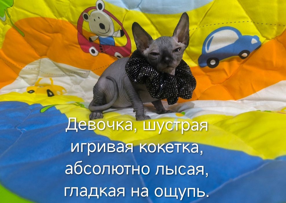 Сфинксы-лысики, очень смышлёные, милые, ласковые, не вызывают аллергию