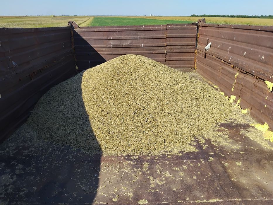 Vând  cereale producția  2026