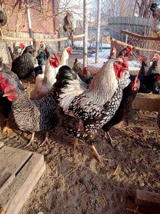 Продам петухи Виандот