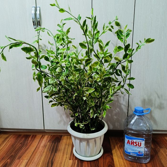 Комнатные растения - Педилантус