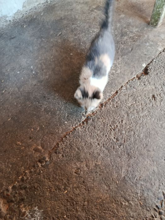 Donez pui de pisică