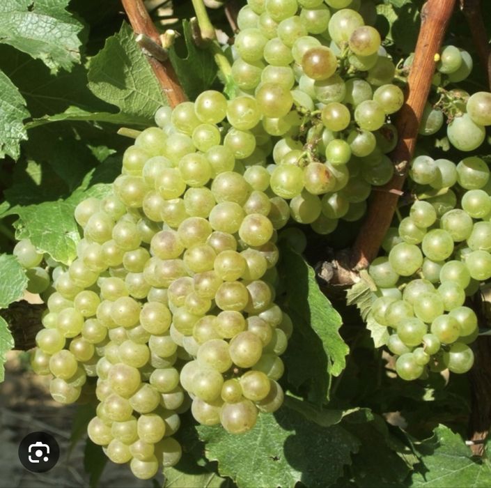 Must din struguri sauvignon
