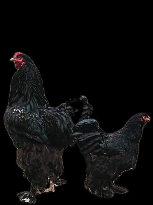 Продам петуха брама