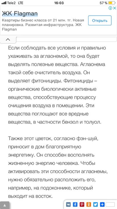 Цветы растение аглаонема