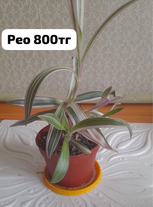 Үй гүлдері|Бөлме гүлдері