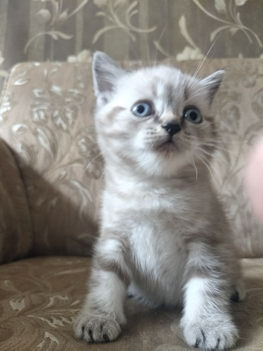 Котята окрас шиншиллы