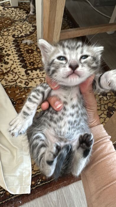 Домашно Котенце с Доставка
