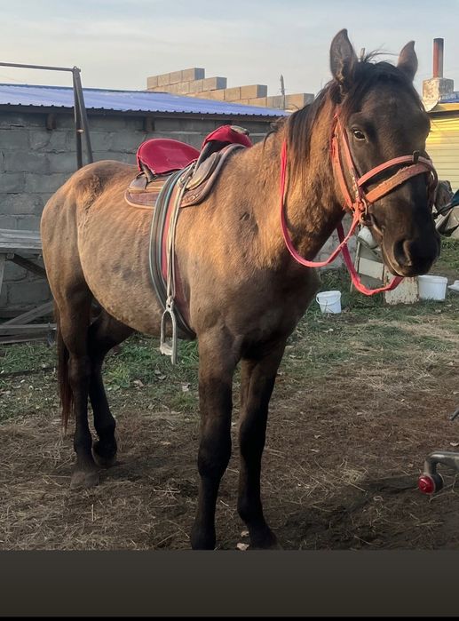 Жуас мінгі жылқы сатылады