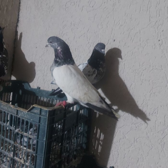 Пакистан кобрашей самец