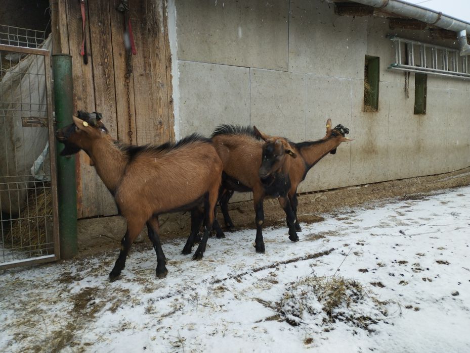 Masculi alpina franceza și anglonubiana