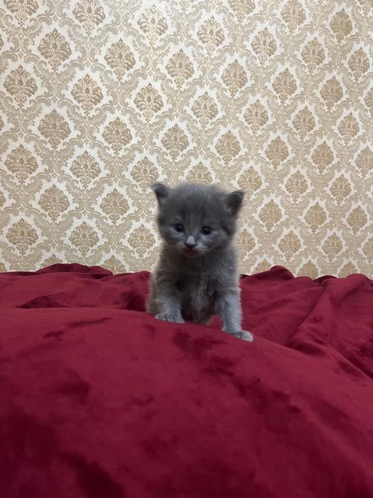 Вислоухие котята
