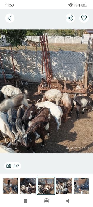 Vand capre tinere de rasa