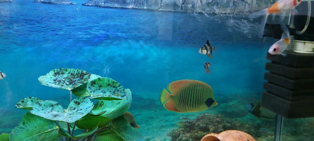 аквариумные рыбки 11 шт