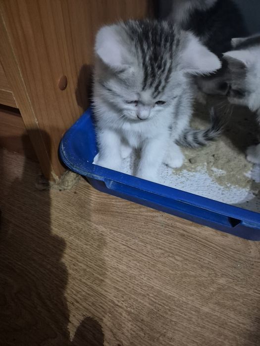 Продам котят шотланских