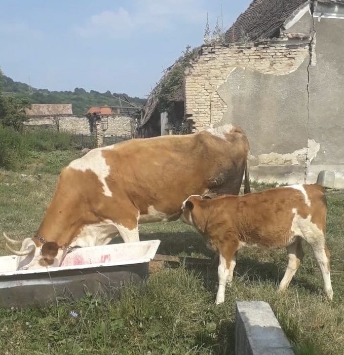 Vand doua vaci si un vitel