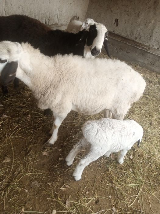 Ona bola sotiladi bolasi qo'chqorcha 20kunlik narxi 7.5 yana kelishami