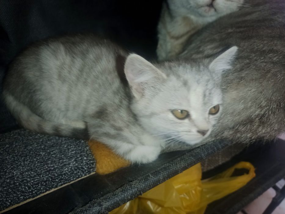 Котенок шотландские