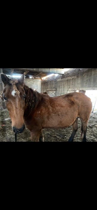 продам лошадей, 700тысяч , торг