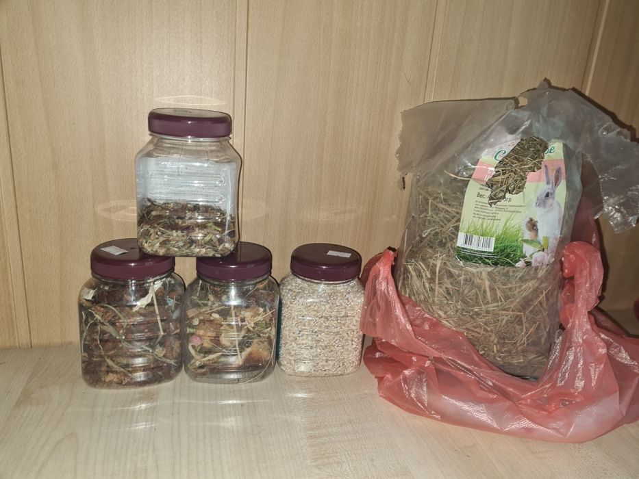 Декоративный кролик продам