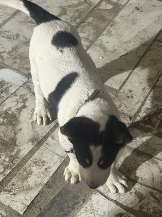 Продам шенка алабая