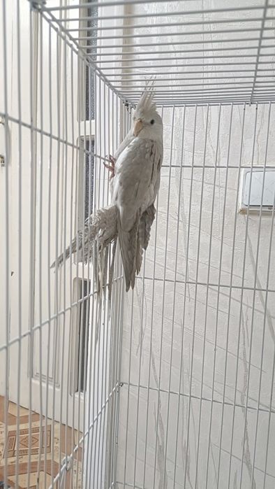 Папугай сатылады