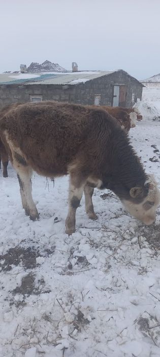 Продаются телята бычки